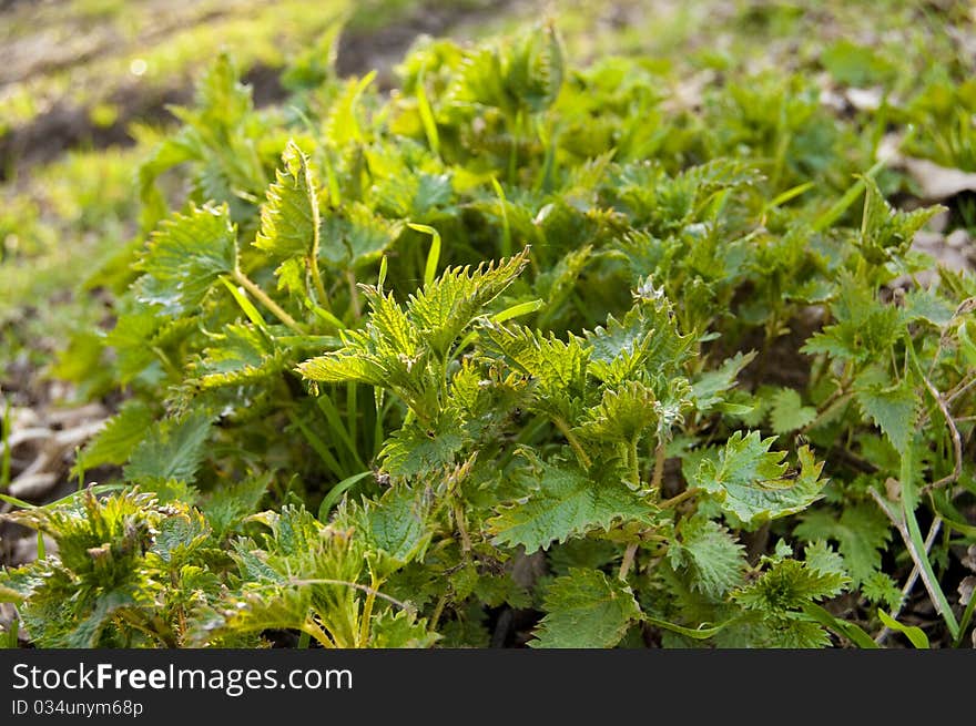 Stinging Nettle