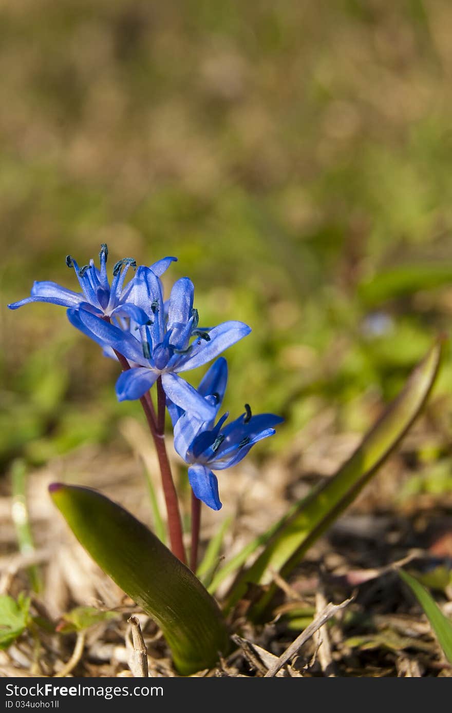 Blue Flower