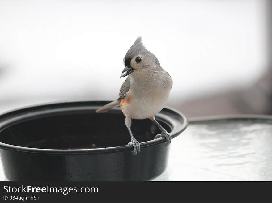 Tufted Titmouse with Sunflower Seed in Beak 2