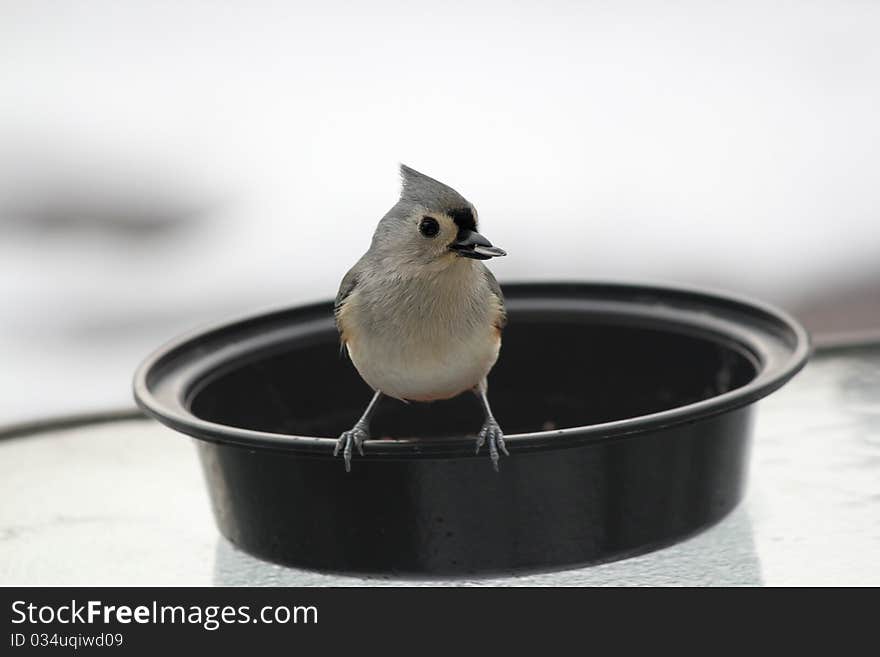 Tufted Titmouse with Sunflower Seed in Beak 3