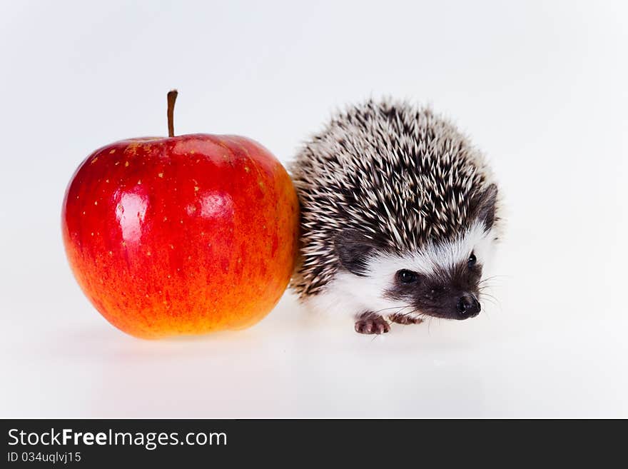 Cute baby hedgehog on white background. Cute baby hedgehog on white background.