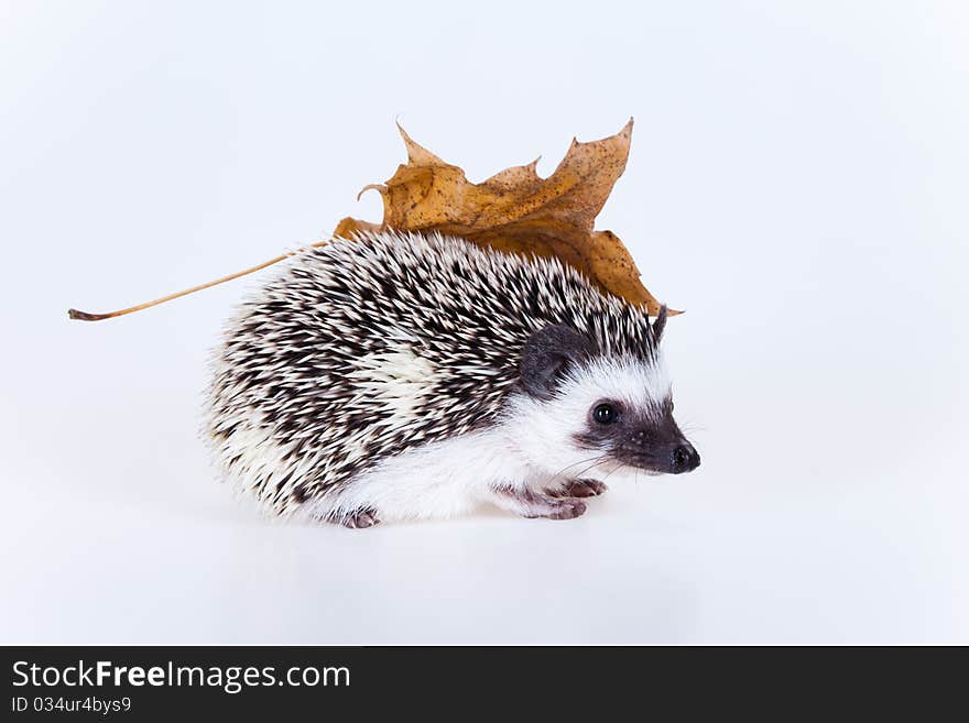 Cute baby hedgehog on white background. Cute baby hedgehog on white background.