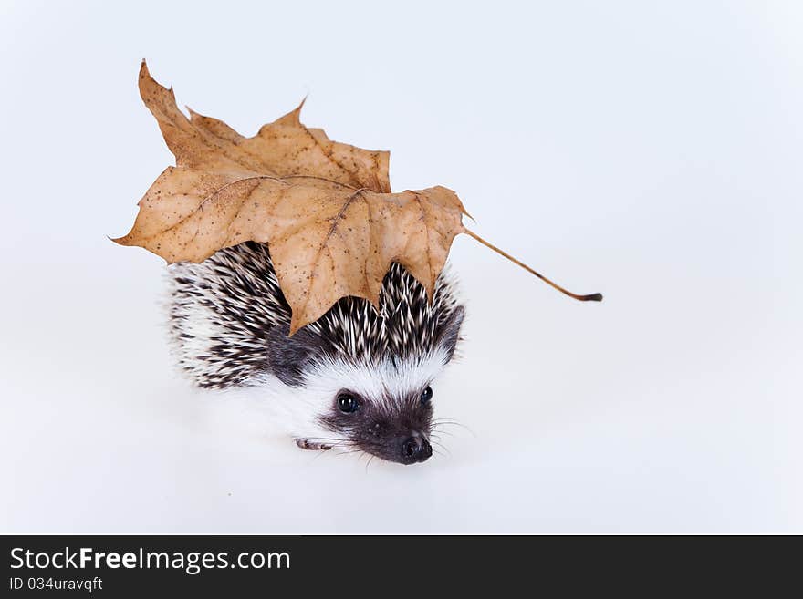 Cute baby hedgehog on white background. Cute baby hedgehog on white background.