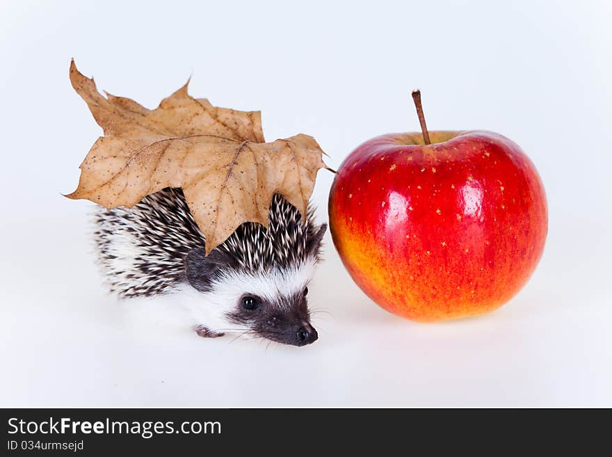 Cute baby hedgehog on white background. Cute baby hedgehog on white background.