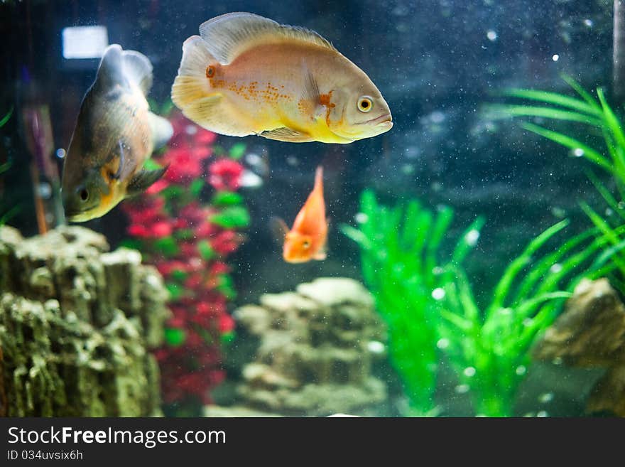 Aquarium Fish