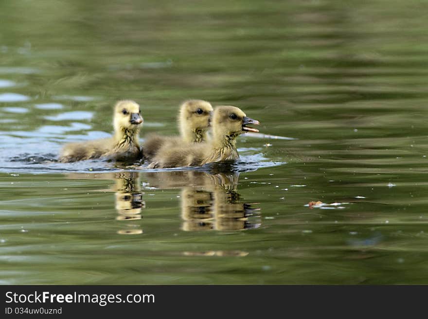 Greylag Goose Goslings