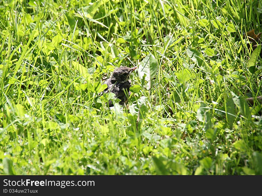 Baby Robin siting in grass.