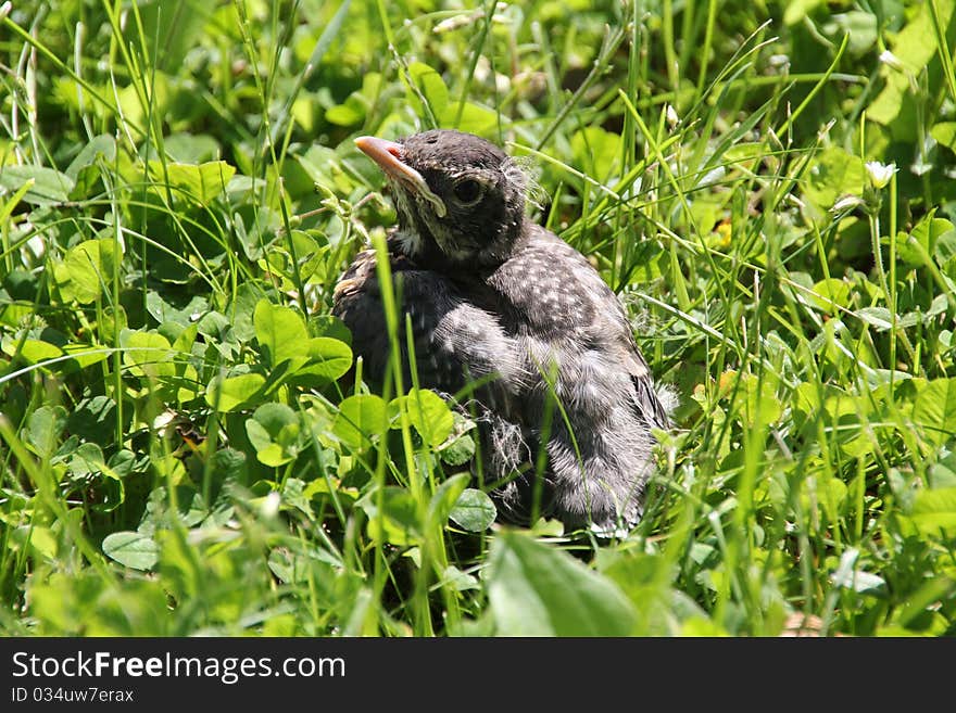 Baby Robin siting in grass.