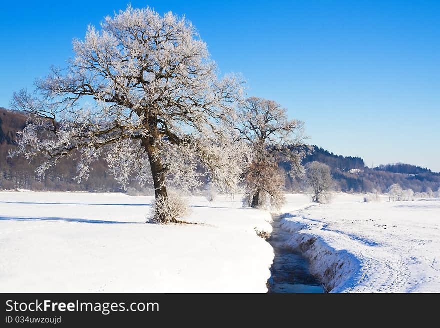 Tree covered with hoarfrost in winter