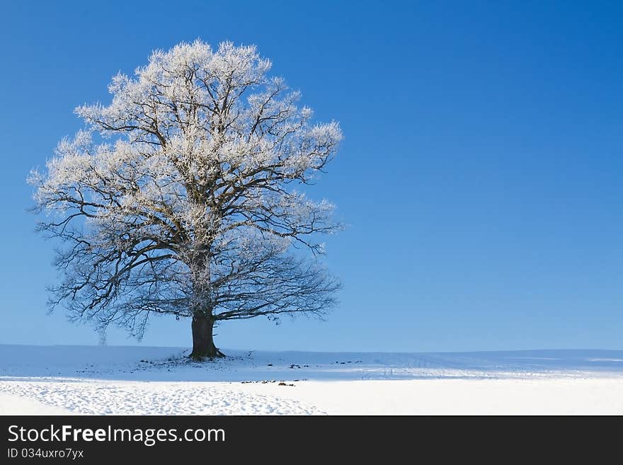 Tree covered with hoarfrost