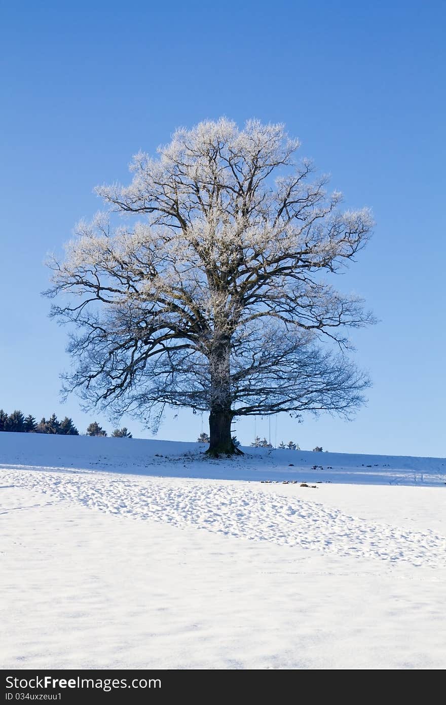 Tree covered with hoarfrost