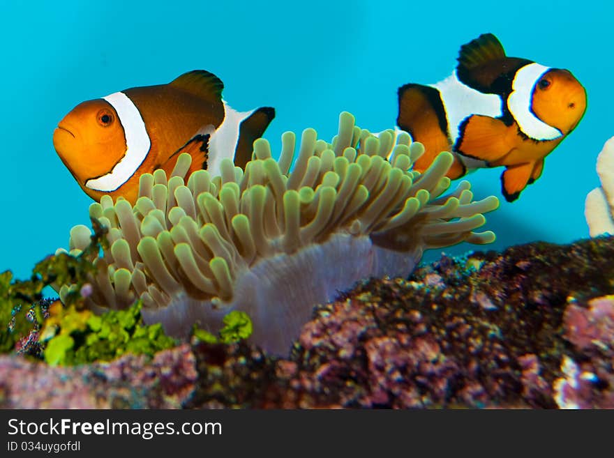 Clownfish Pair in anemone site