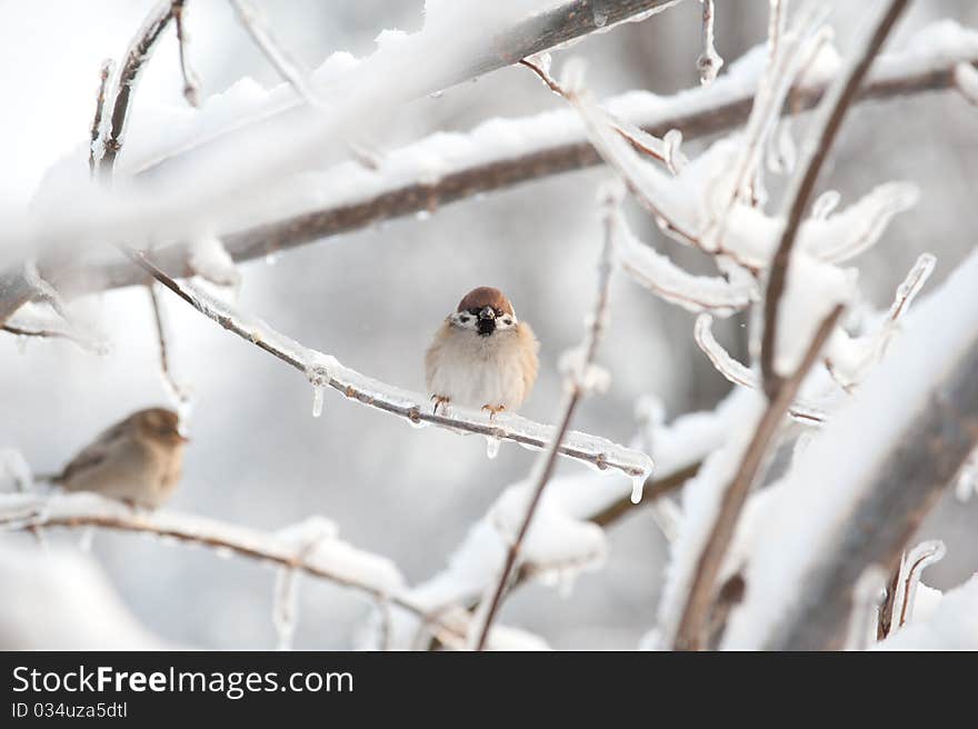 Tree Sparrow