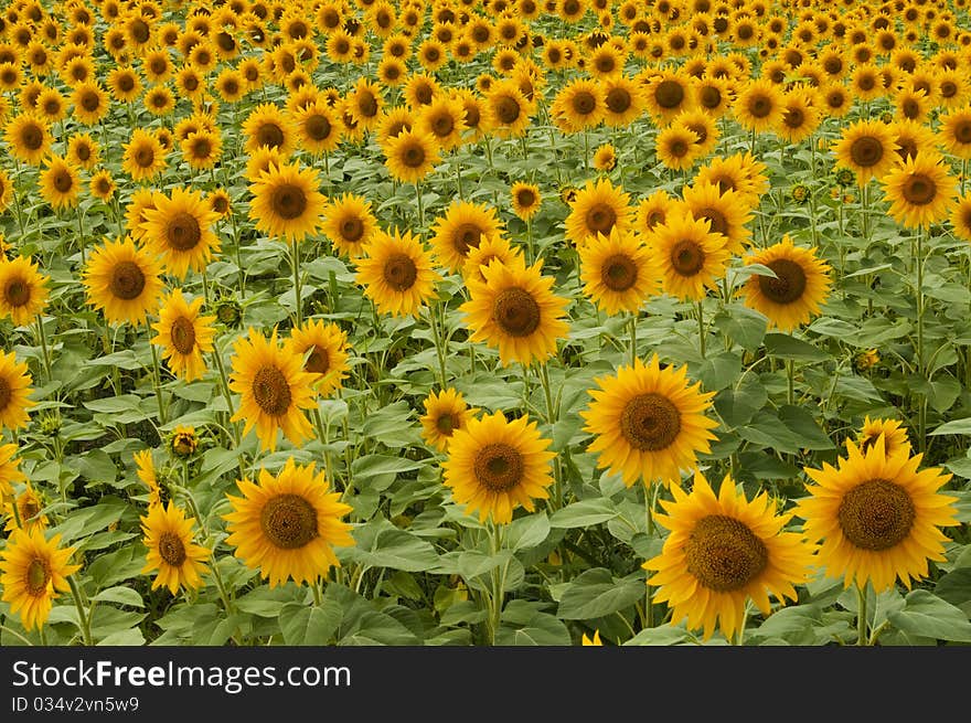 Ripe Sunflowers Field