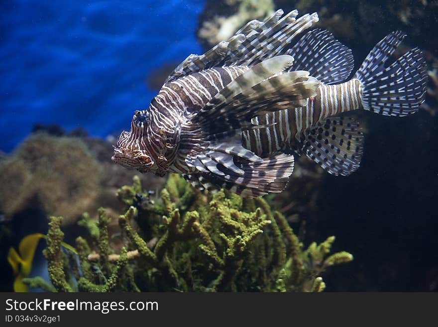 Lion Fish Coral Reef Salt Water. Lion Fish Coral Reef Salt Water