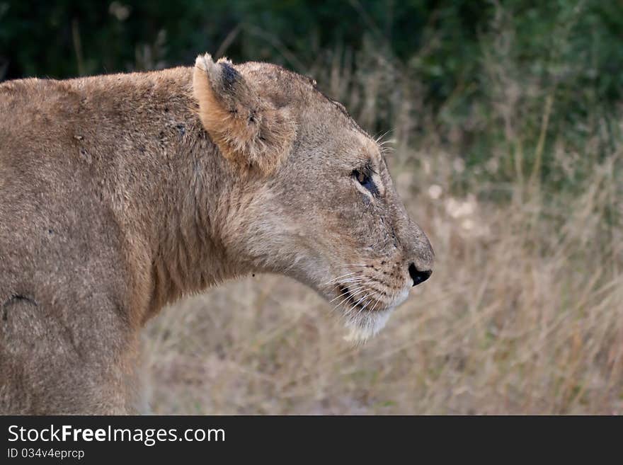 Lioness in the African wilderness