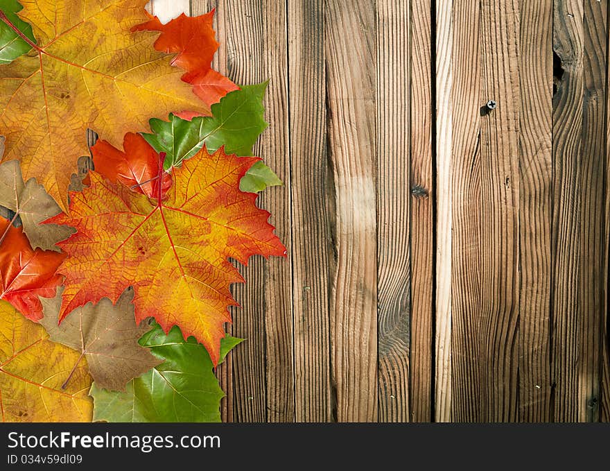 Colorful Autumnal leaf on wooden wall texture