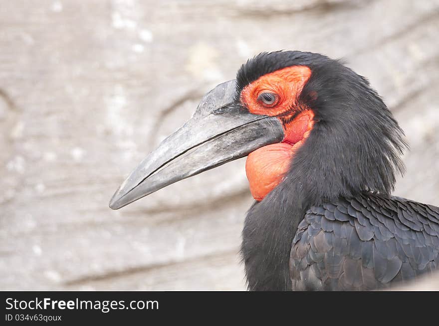 Cafer or Southern Ground Hornbill Portrait