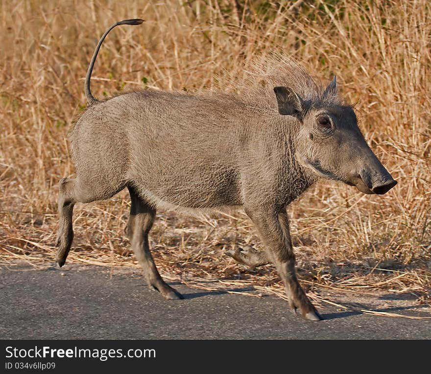 Warthog Piglet In Africa