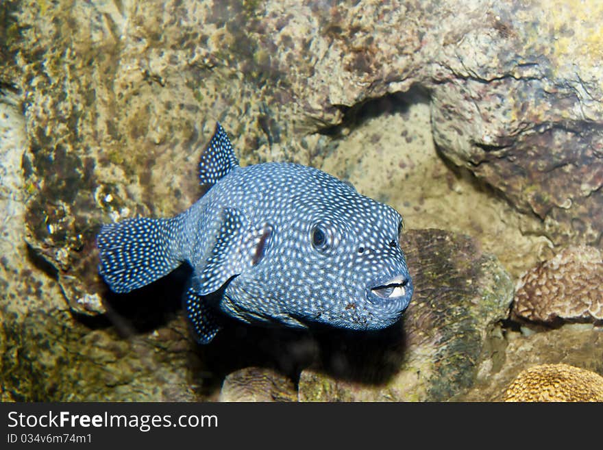 Guineafowl Puffer (Arothron meleagris)