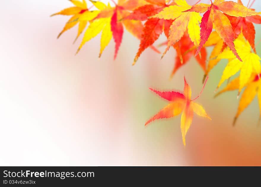 Autumnal at Japen, Mable leaves will changed from green to Red. Autumnal at Japen, Mable leaves will changed from green to Red.