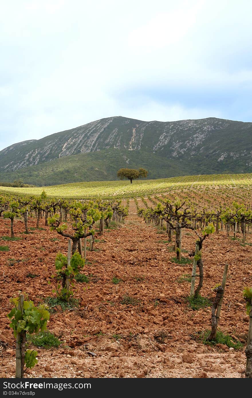 Green vineyard in arrabida Portugal