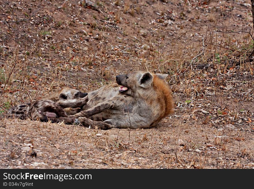 Spotted hyena in Kruger National Park, South Africa, with two young suckling. Spotted hyena in Kruger National Park, South Africa, with two young suckling