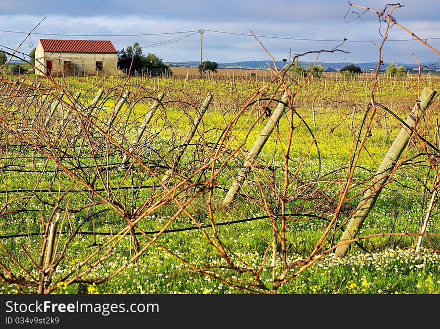 Vineyard portuguese farm in Autumn. Vineyard portuguese farm in Autumn.