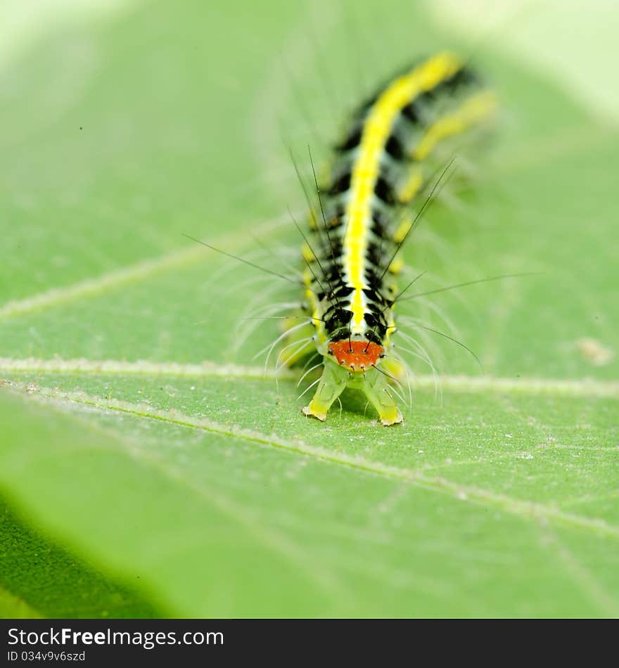 A cute caterpillar on leaf