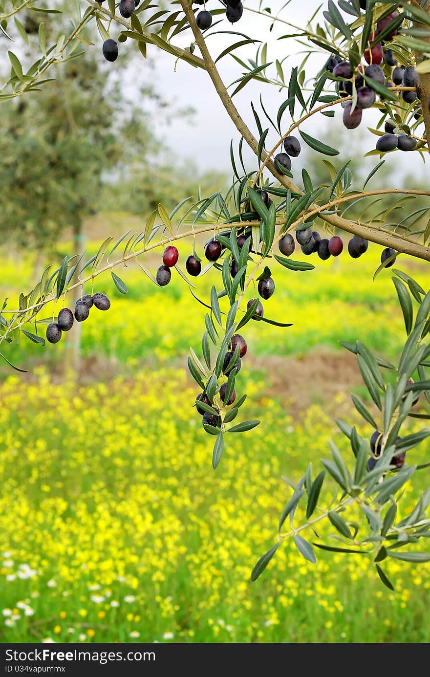 Olives hanging in branch.