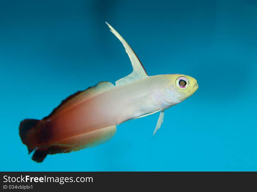 Purple Firefish Dartfish (Nemateleotris decora)