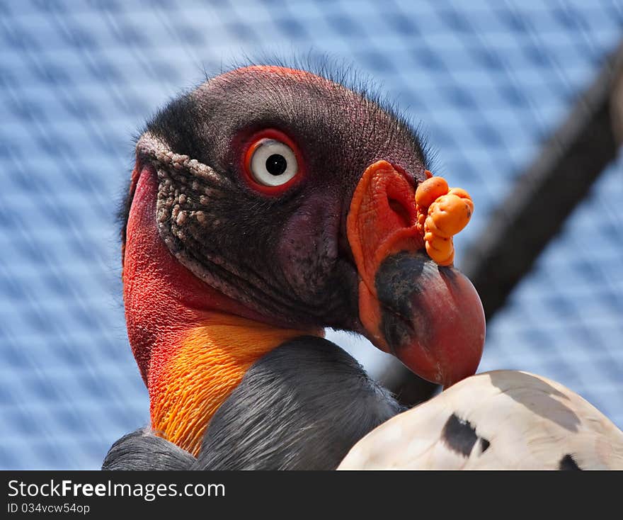 Closeup of head of king vulture