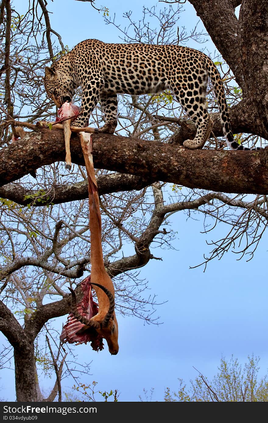 Young male leopard in a tree with his kill, an impala ram in Sabi Sand nature reserve, South Africa. Young male leopard in a tree with his kill, an impala ram in Sabi Sand nature reserve, South Africa