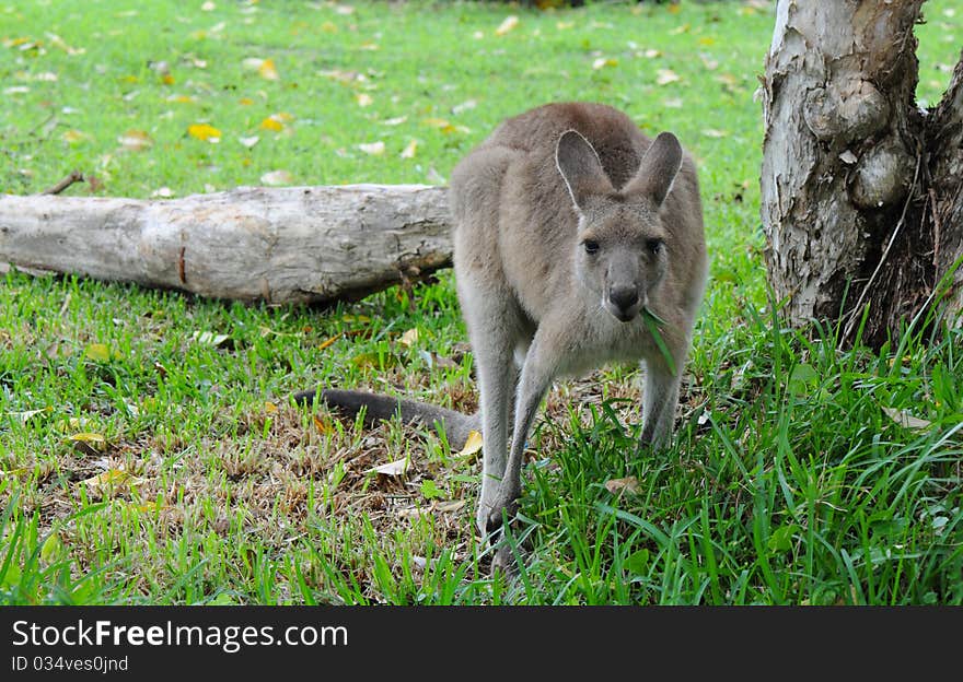 Eastern Grey Kangaroo (Macropus giganteus) Eating Grass