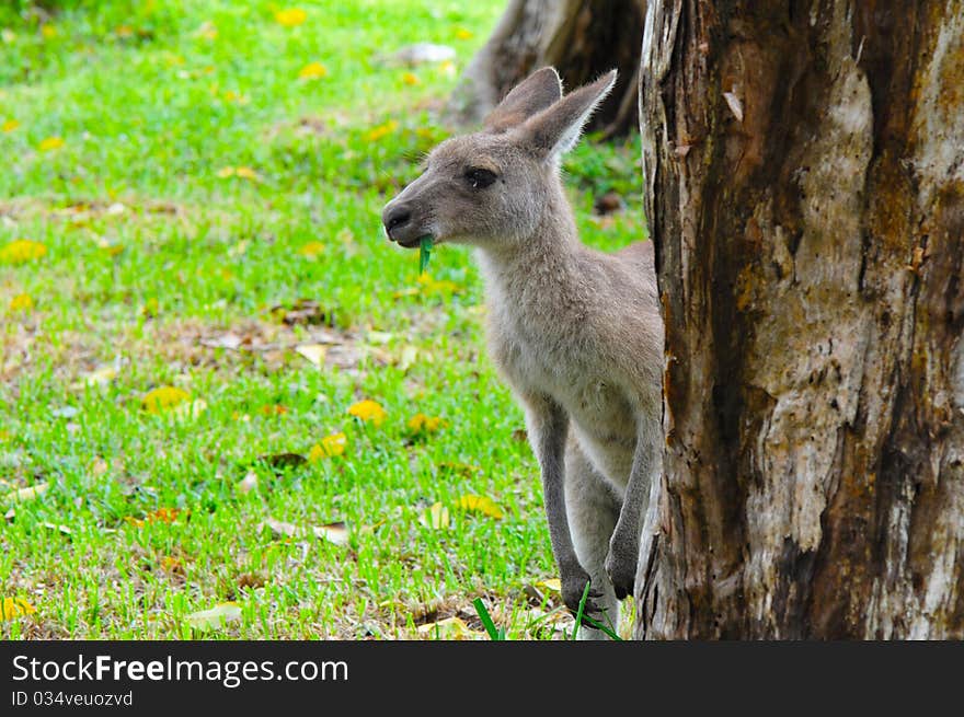 Eastern Grey Kangaroo (Macropus giganteus) Looking from Behind of a Tree