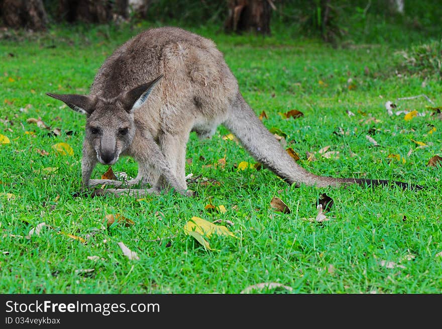 Eastern Grey Kangaroo (Macropus giganteus) Eating Grass