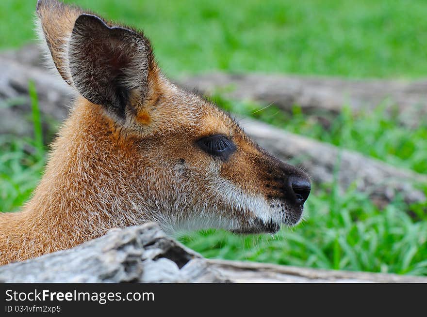 Profile of a Whiptail (Pretty-faced) Wallaby (Macropus parryi)