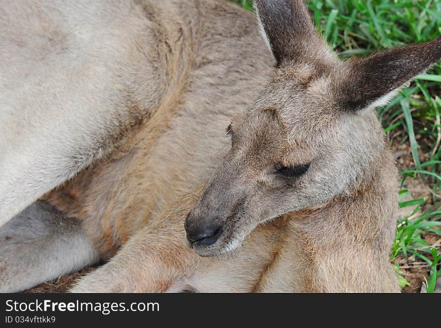 A Resting Kangaroo