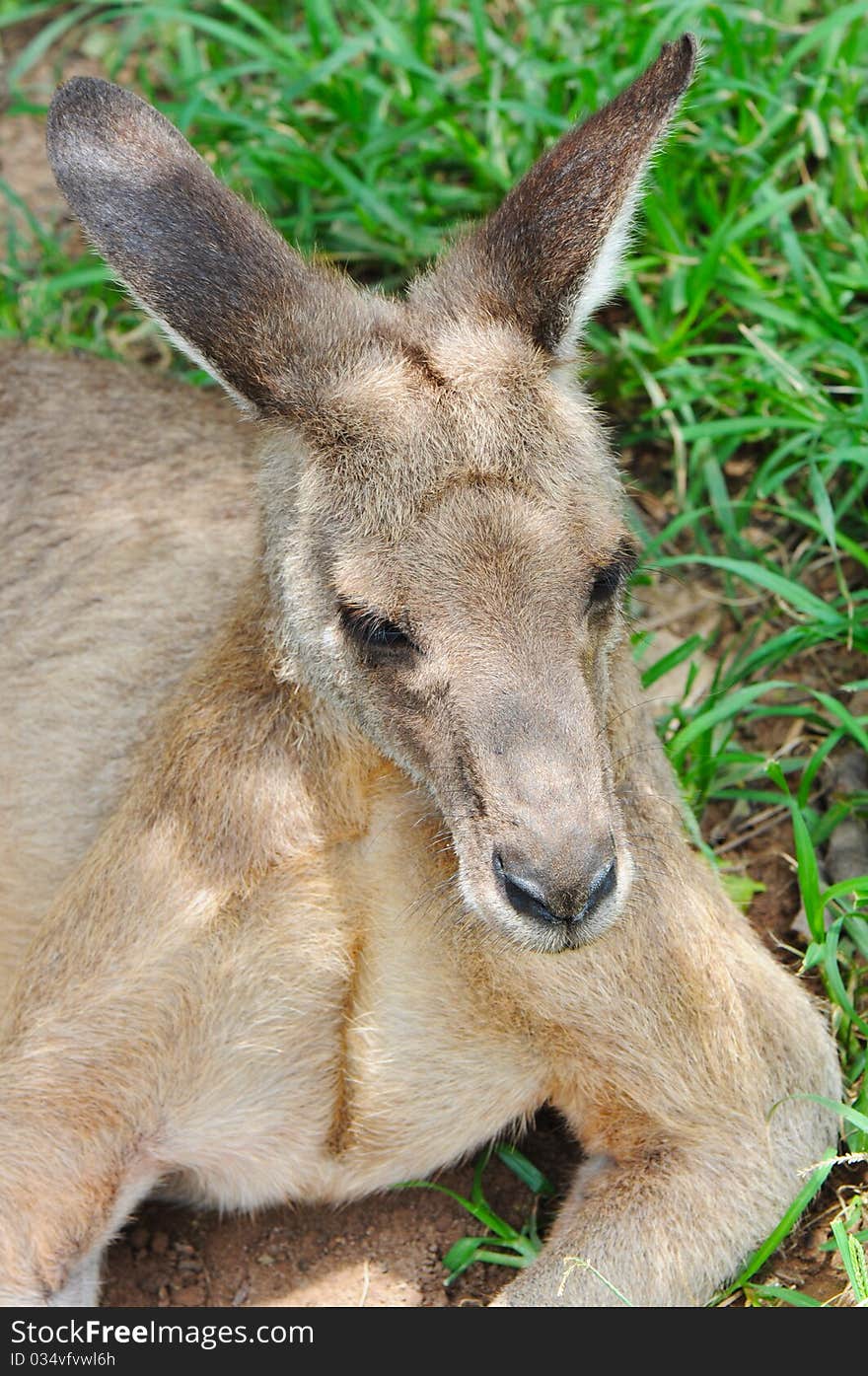 A Resting Kangaroo