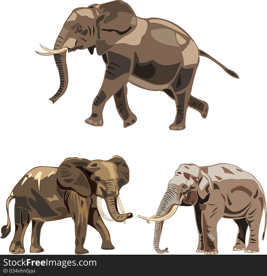 The African savannah elephant , the African forest elephant and Asian elephant. The African savannah elephant , the African forest elephant and Asian elephant