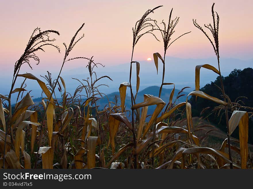 Detail of corn field in the autumn