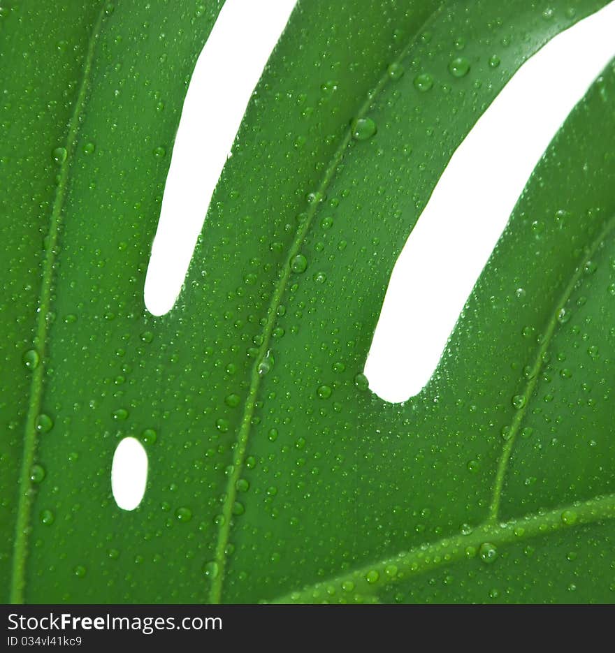 Leaf of a monstera