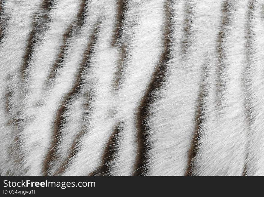 Real white bengal tiger skin