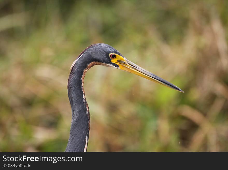 Tricolored Heron