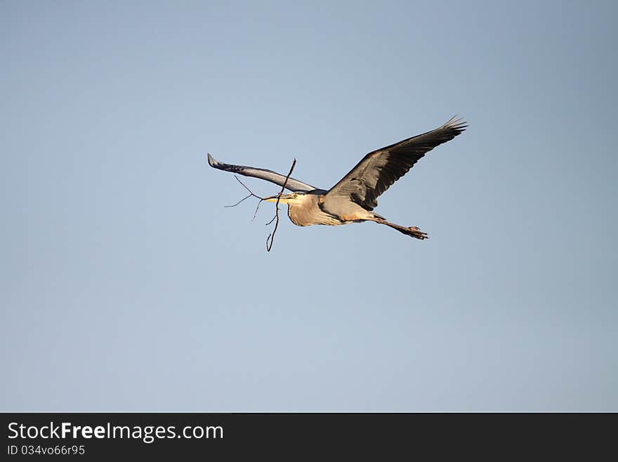 Great Blue Heron in flight