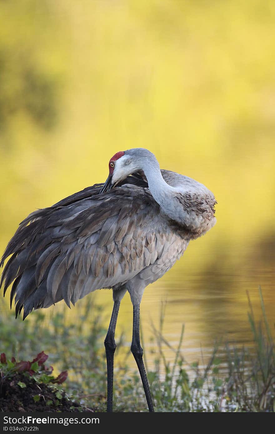 Sandhill Crane Preening