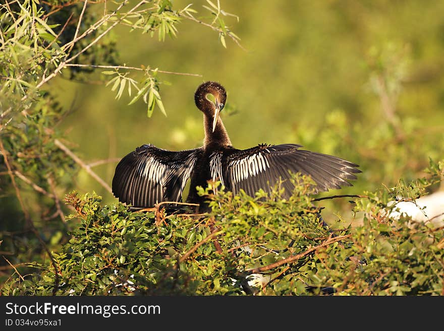 An anhinga (Anhinga anhinga) preening its feathers in southern Florida. An anhinga (Anhinga anhinga) preening its feathers in southern Florida.