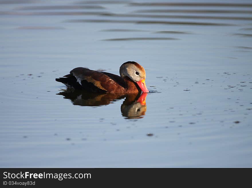 A beautiful Black-bellied Whistling-duck (Dendrocygna autumnalis) swimming through peaceful blue water in Florida.