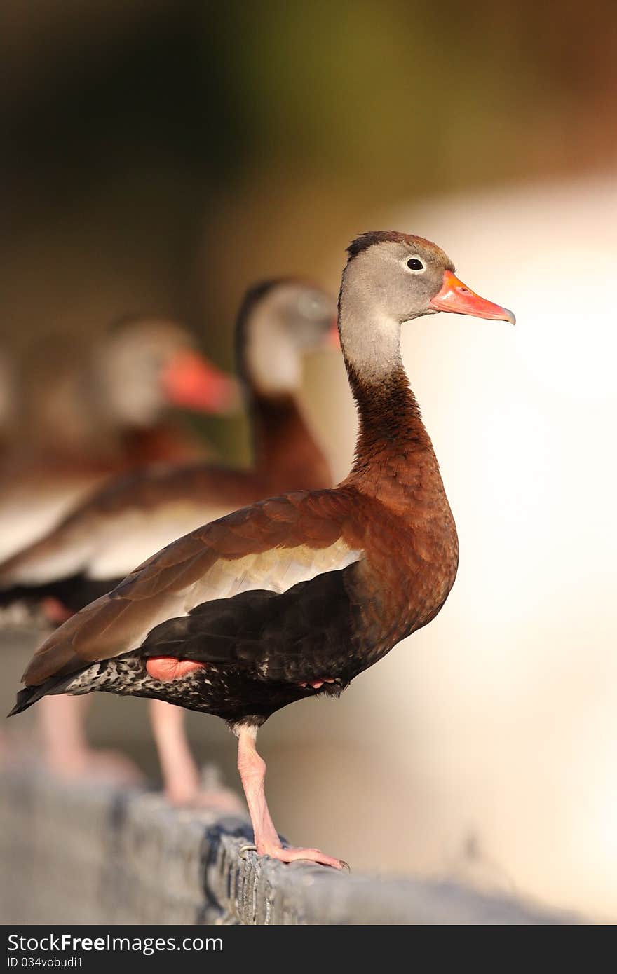 Black-bellied Whistling-Duck