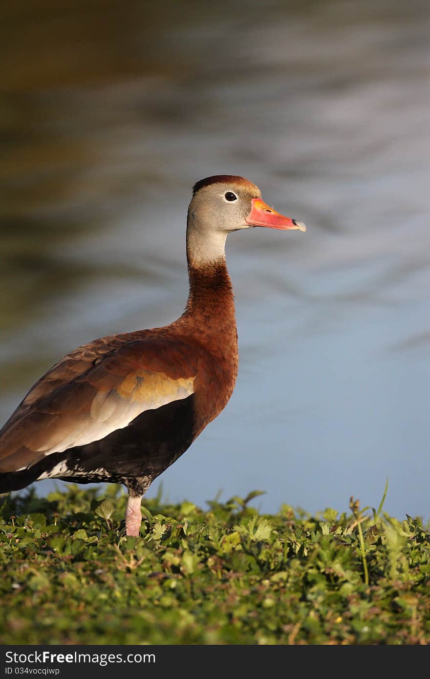 Black-bellied Whistling-Duck